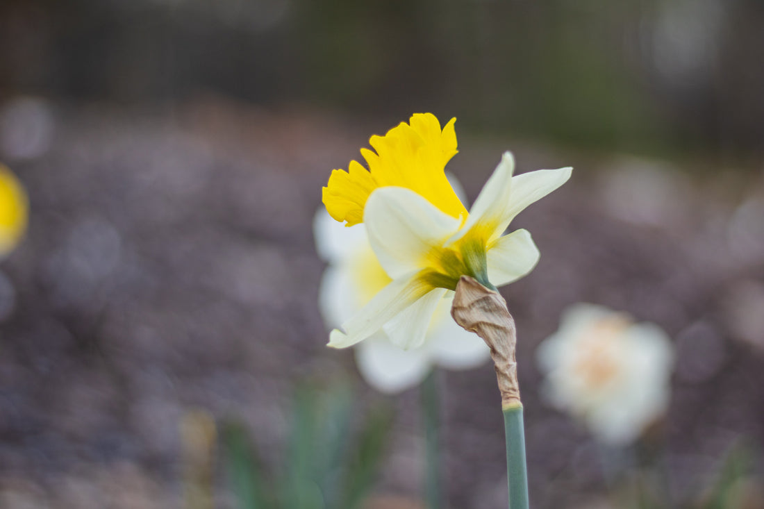 March Wellness with Herbs: Detox, Protect & Restore Your Body