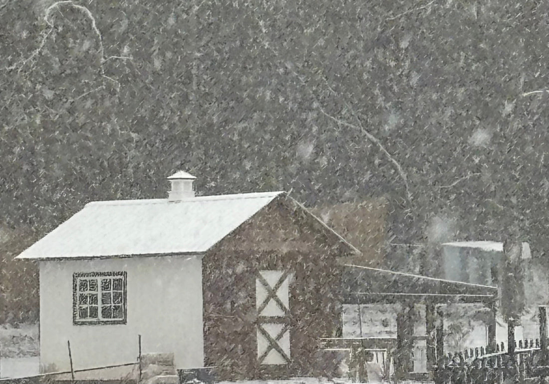 Winter Wellness: Embracing Herbal Immune Support