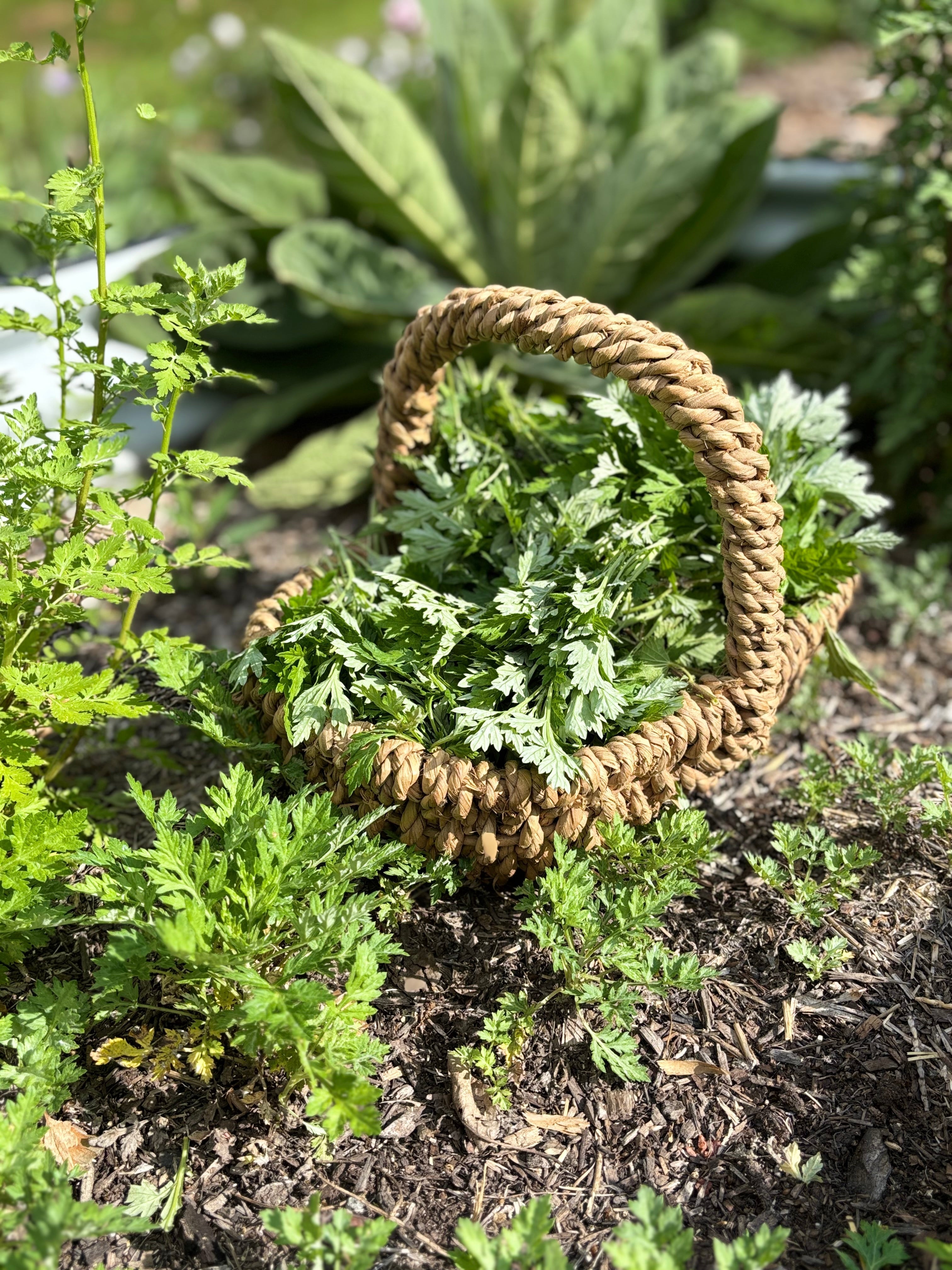 April Herbal Rhythm: Respiratory Support, Nervous System Calm, & Spring Vitality