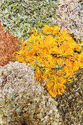 Digest & Bloom Tea
