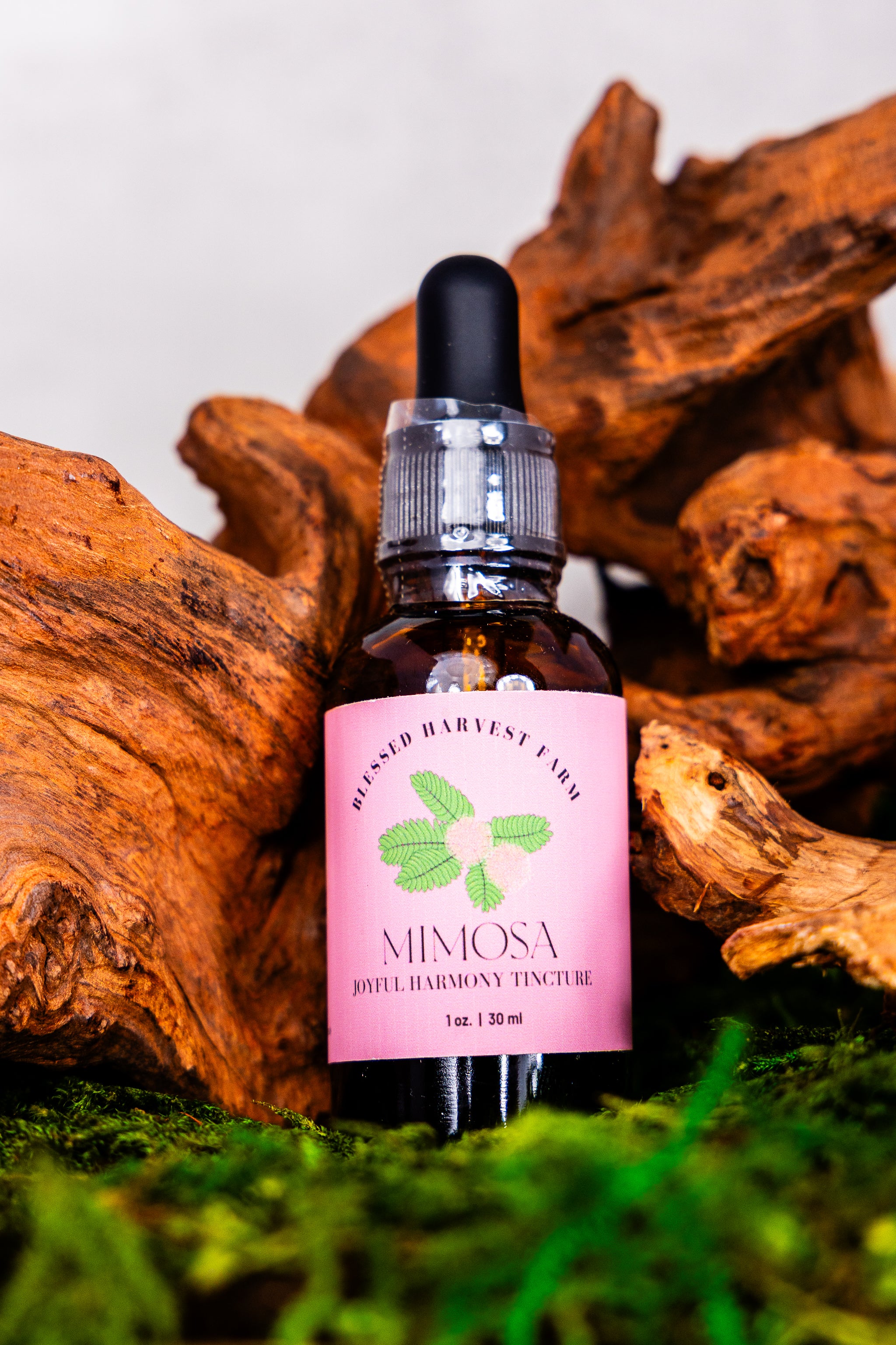 Mimosa Tincture
